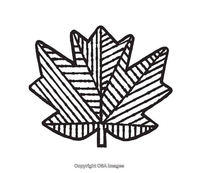 Hand-Drawn Design of a Striped Maple Leaf in Line Art Style