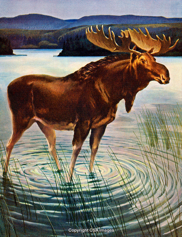Majestic Moose Standing in a Calm Lake Surrounded by Serene Nature