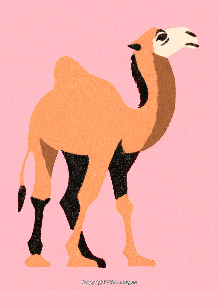 Illustrated Camel on a Pink Background in Minimalist Art Style