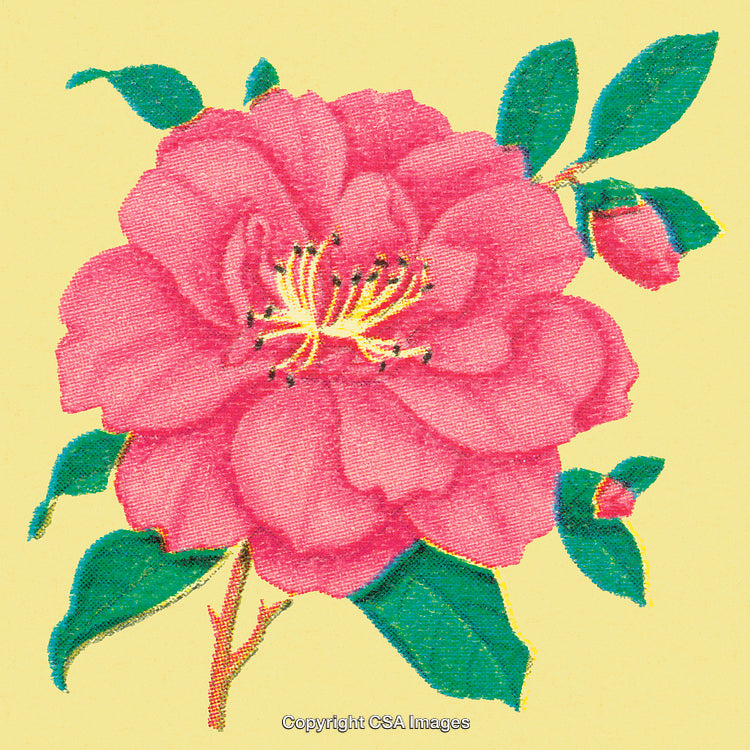Delicate Pink Rose Blossom with Green Leaves on Yellow Background