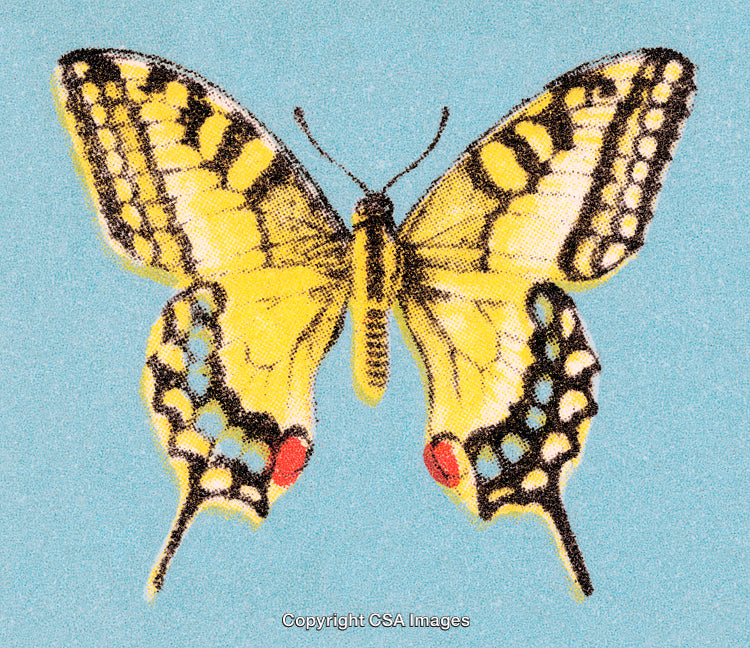 Elegant Yellow and Black Butterfly Illustration with Intricate Patterns
