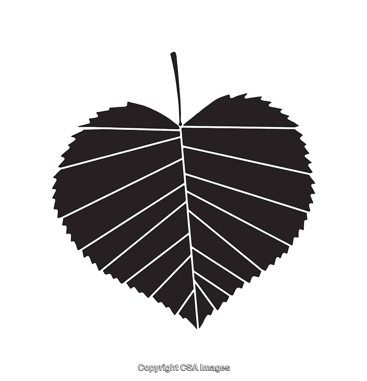 Black and White Line Art Illustration of a Stylized Heart-Shaped Leaf