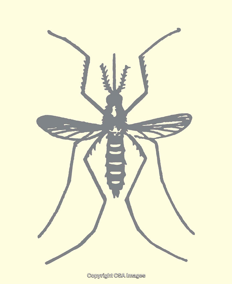 Gray Line Art Illustration of a Mosquito on Light Background