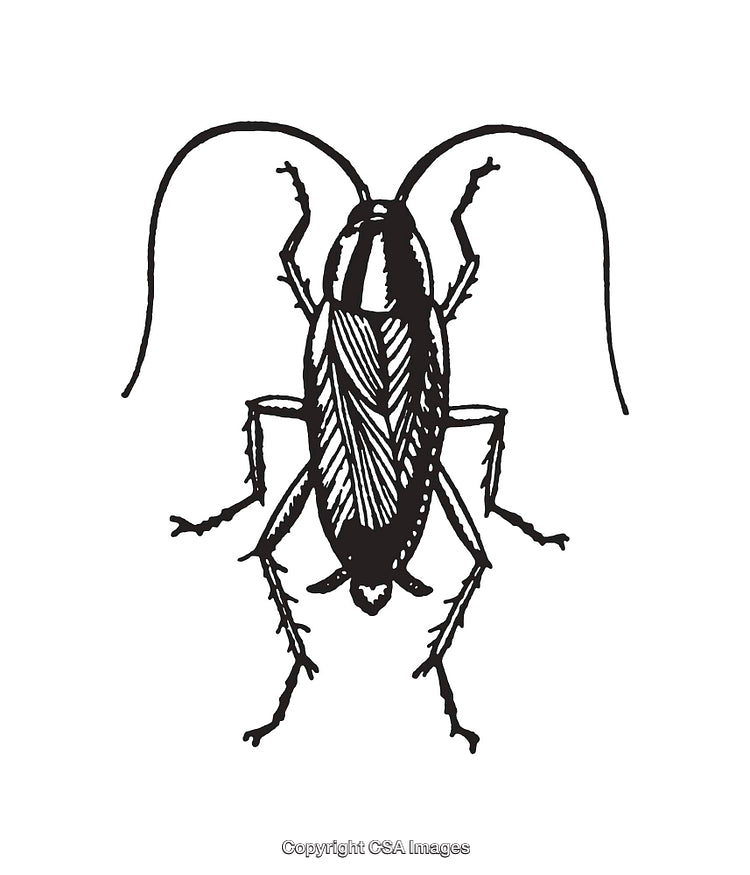 Detailed Black And White Line Art Illustration of a Cockroach