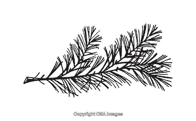 Detailed Black and White Line Art Illustration of a Pine Tree Branch