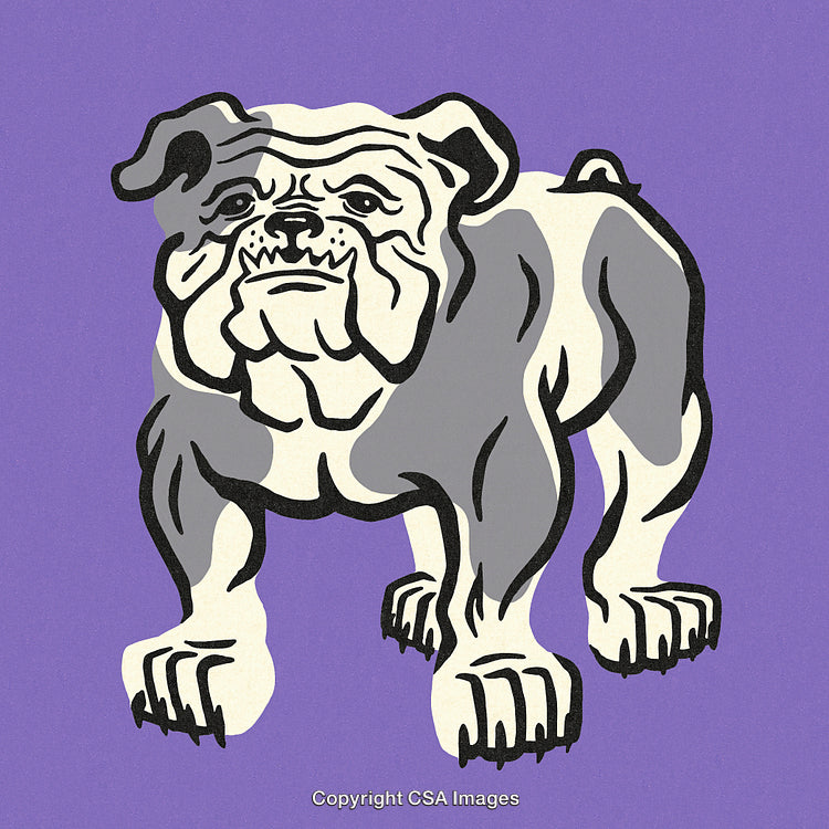 Illustrated Bulldog on a Vibrant Purple Background for Creative Designs