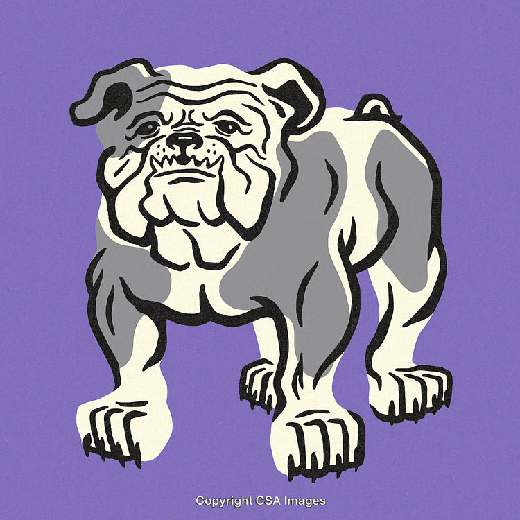 Illustrated Bulldog on a Vibrant Purple Background for Creative Designs