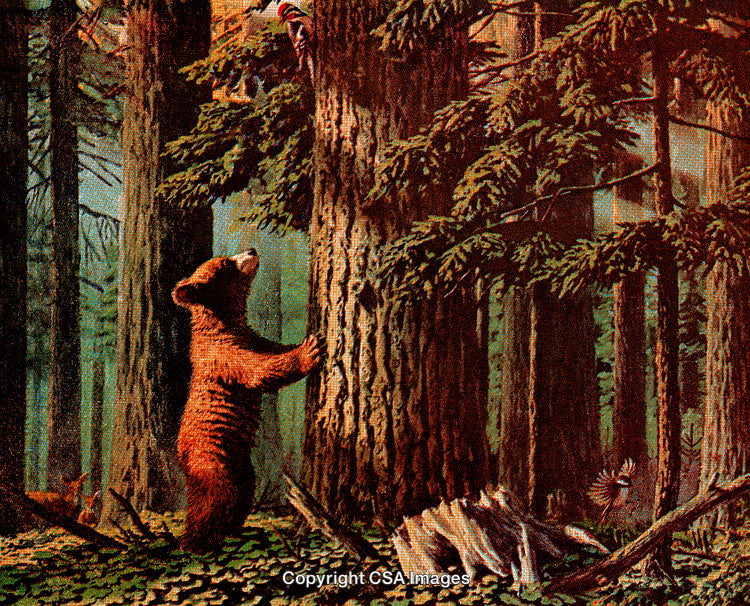 Illustration of a Bear Observing a Bird in a Dense Woodland Scene