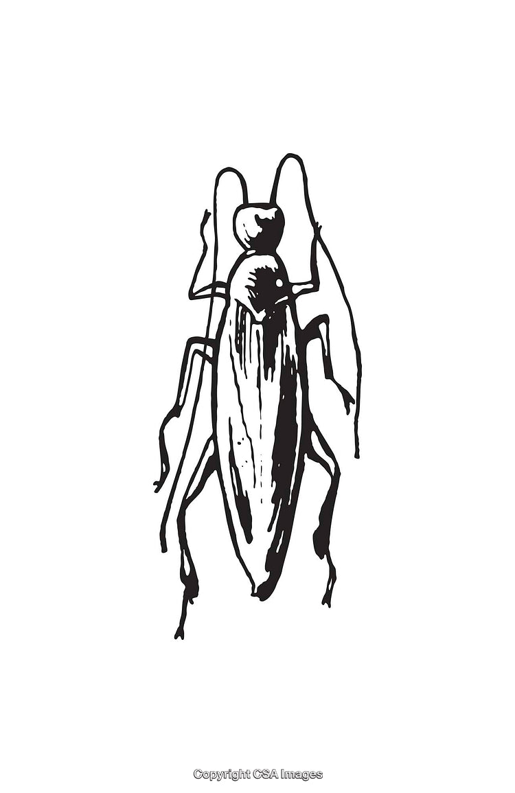 Black and White Line Art Illustration of a Cockroach