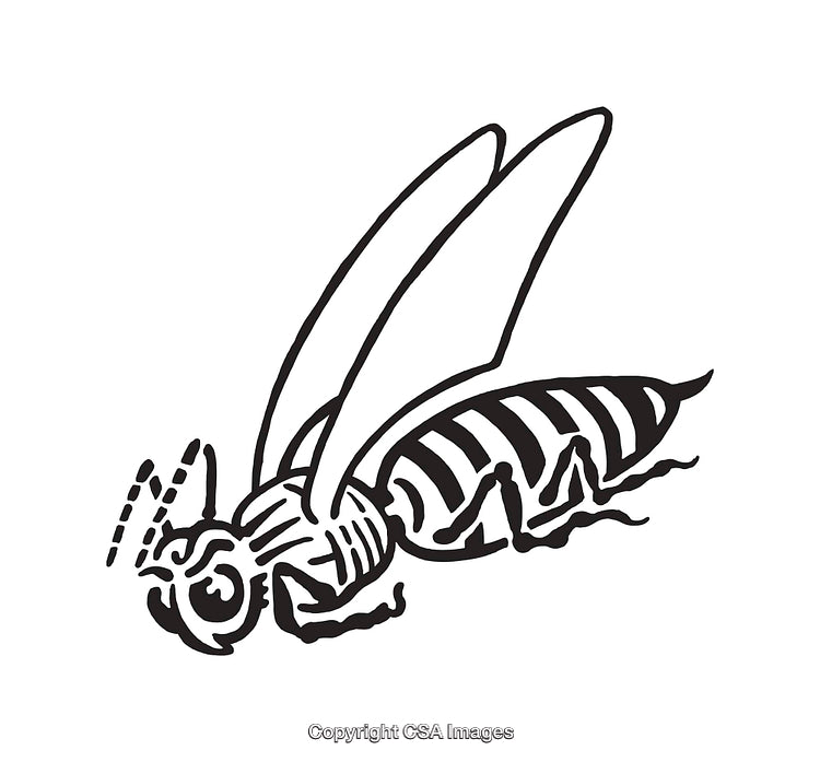 Detailed Black and White Line Art of a Bee Illustration