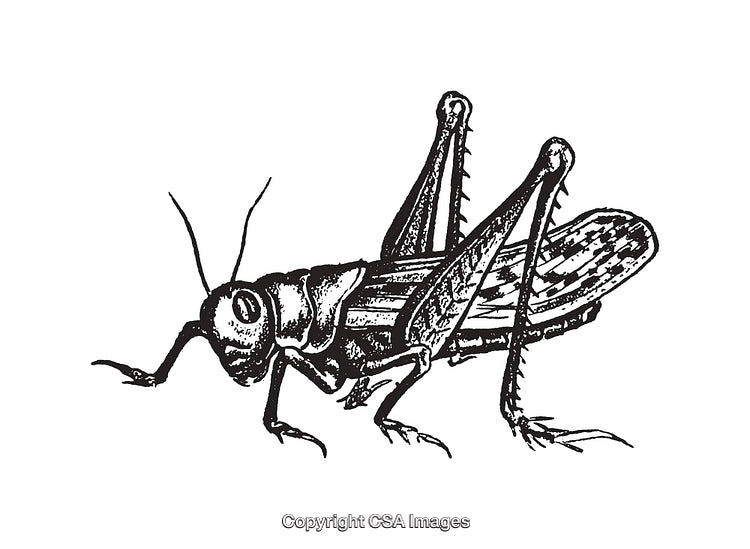 Black and White Illustration of a Detailed Grasshopper