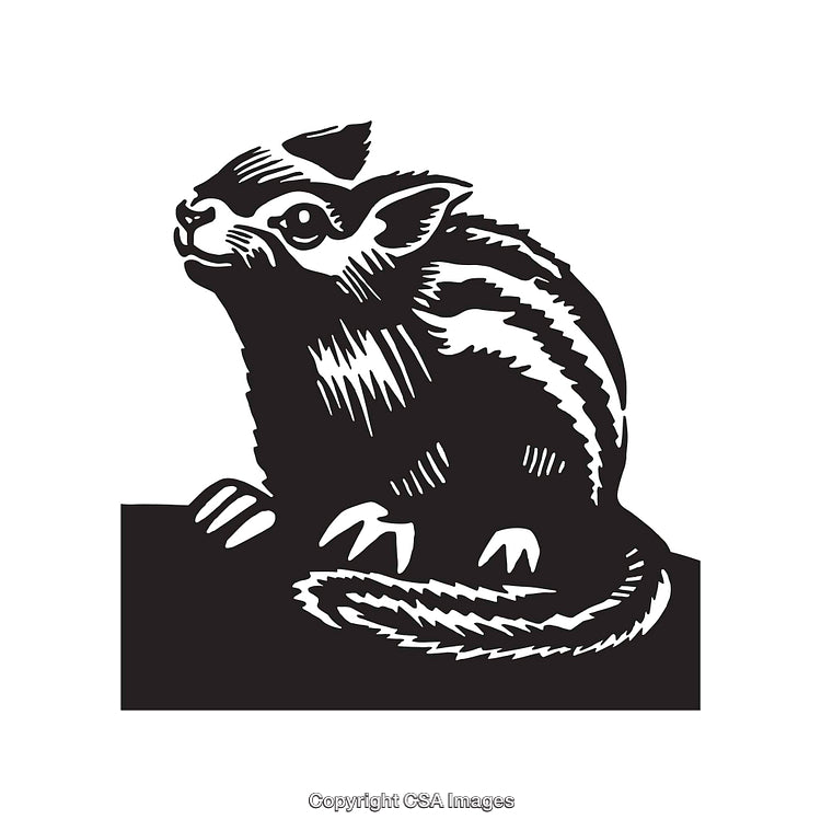 Black and White Line Art of a Small Mammal with Detailed Features