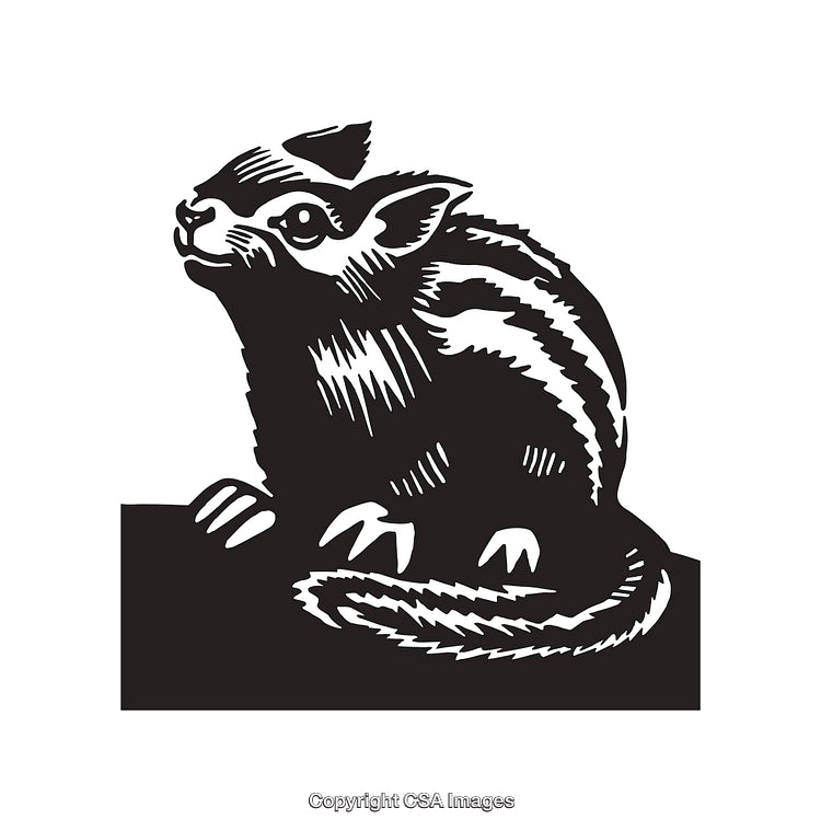 Black and White Line Art of a Small Mammal with Detailed Features