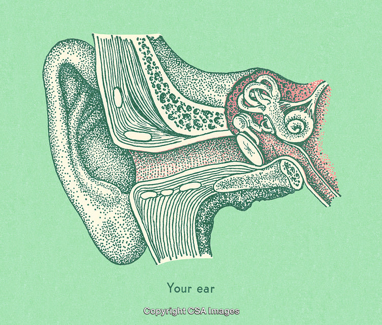 Anatomical Illustration of the Human Ear Structure on a Green Background