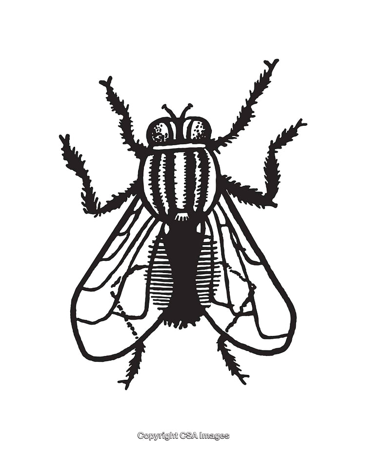 Detailed Black and White Line Art Illustration of a Fly Insect