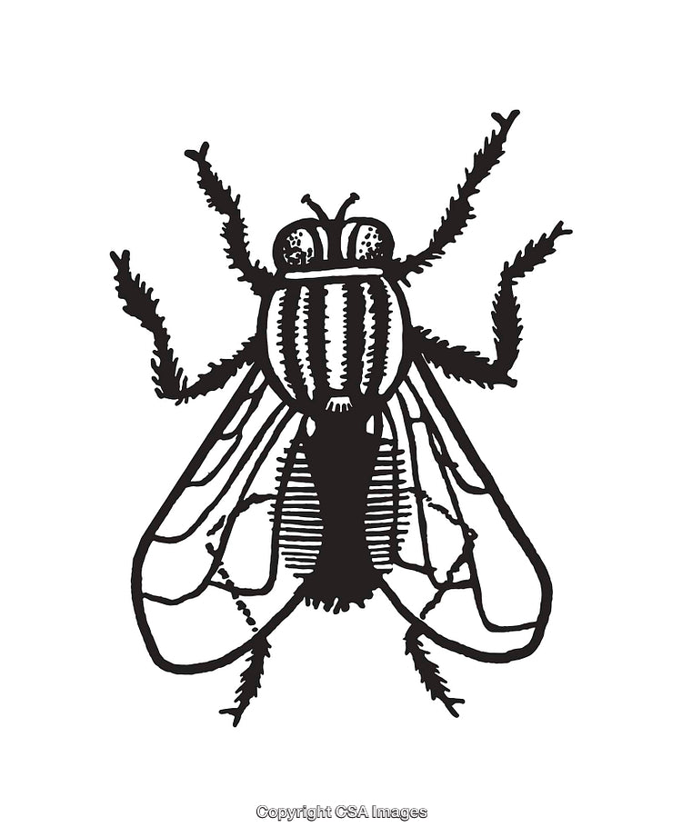 Detailed Black and White Line Art Illustration of a Fly Insect