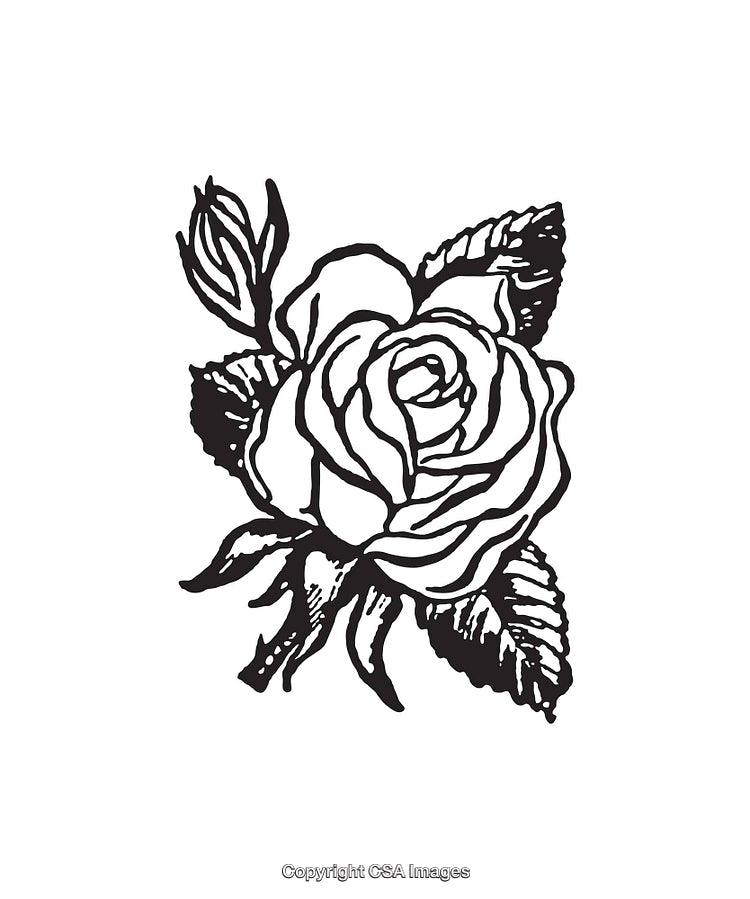 Black and White Line Art Illustration of a Detailed Rose Flower