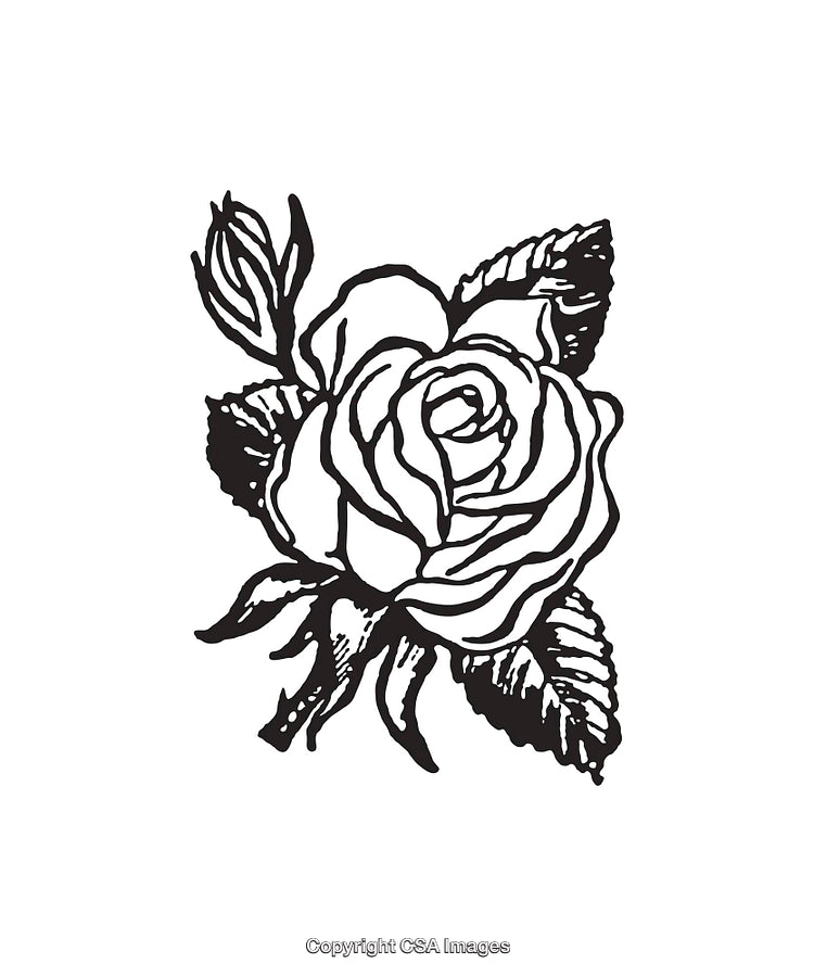 Black and White Line Art Illustration of a Detailed Rose Flower