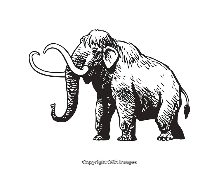 Detailed Black and White Line Art of a Woolly Mammoth