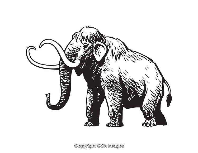 Detailed Black and White Line Art of a Woolly Mammoth