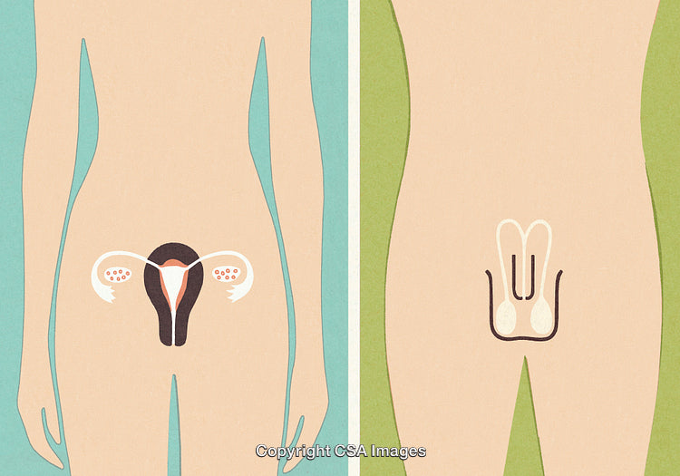 Illustrated Diagram of Male and Female Reproductive Organs Side by Side