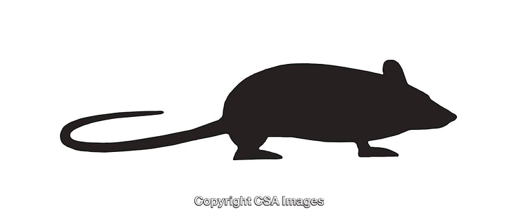 Black Silhouette Illustration of a Mouse or Rat in Profile View