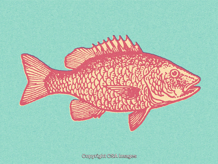 Artistic Vintage Fish Drawing Featuring Detailed Linework on a Vibrant Background