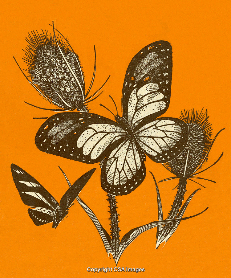 Detailed Vintage Illustration of Butterflies and Thistles on Orange Background