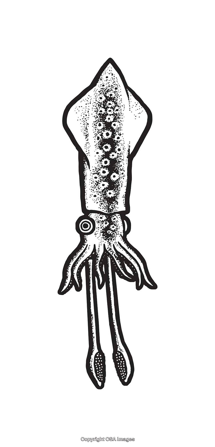 Intricate Black and White Line Art Illustration of a Stylized Squid