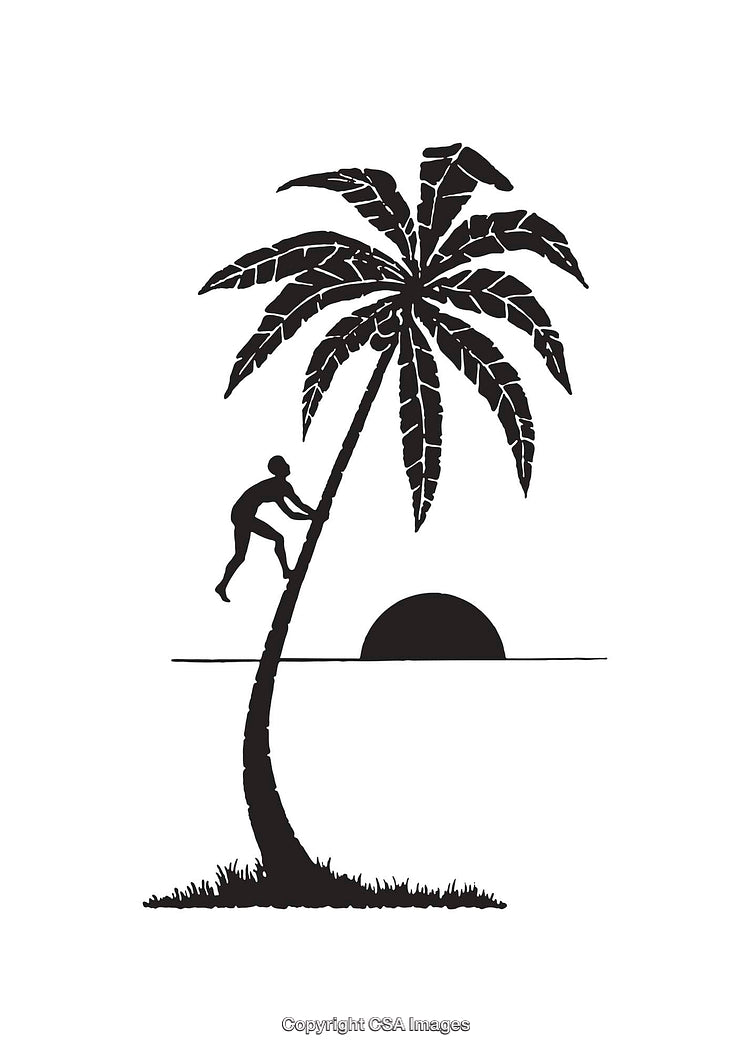 Silhouette of Person Climbing Palm Tree with Sunset in Background