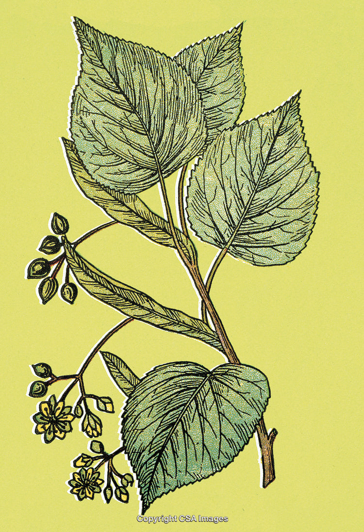 Botanical Illustration of Green Leaves and Blossoms on Yellow Background