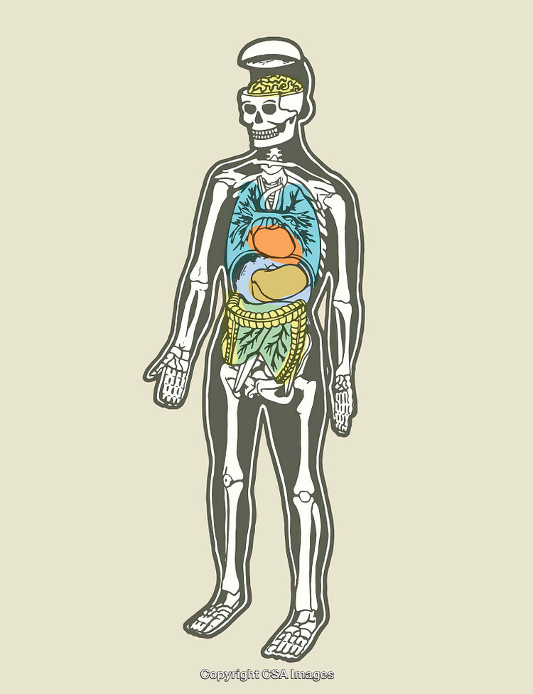 Creative Anatomy Illustration of Skeleton with Fruits and Vegetables