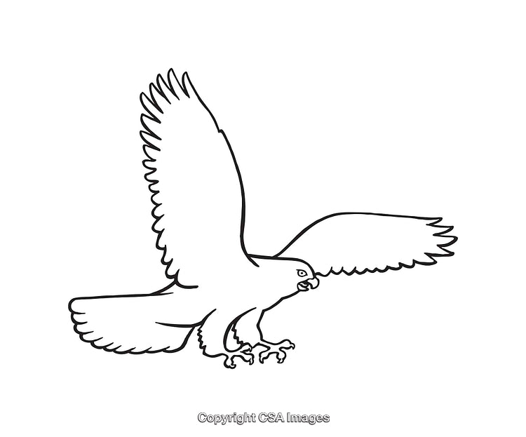Black And White Line Art of a Flying Bird Of Prey