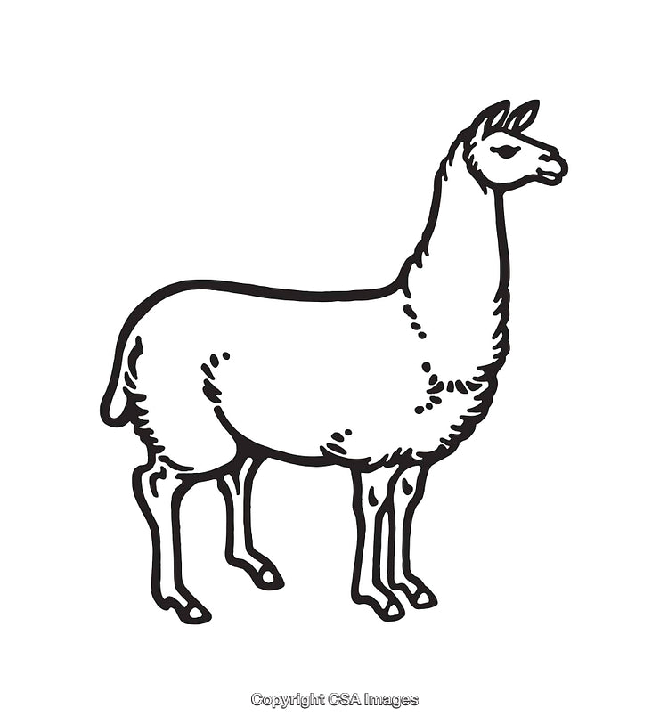 Black and White Line Art of a Standing Llama Illustration
