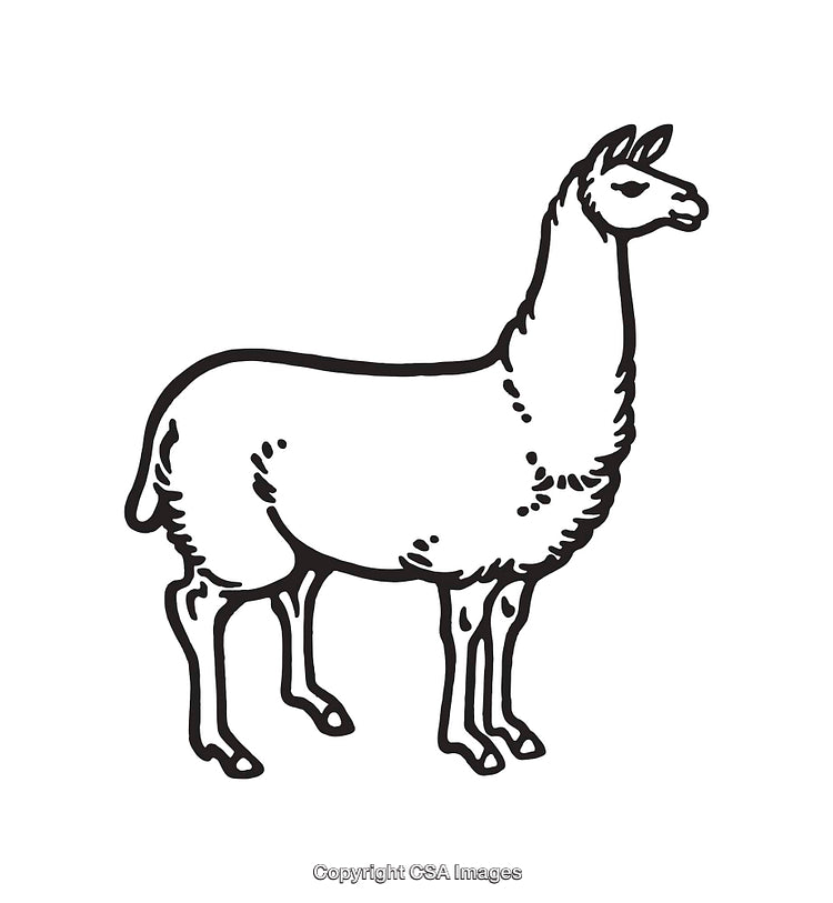 Black and White Line Art of a Standing Llama Illustration