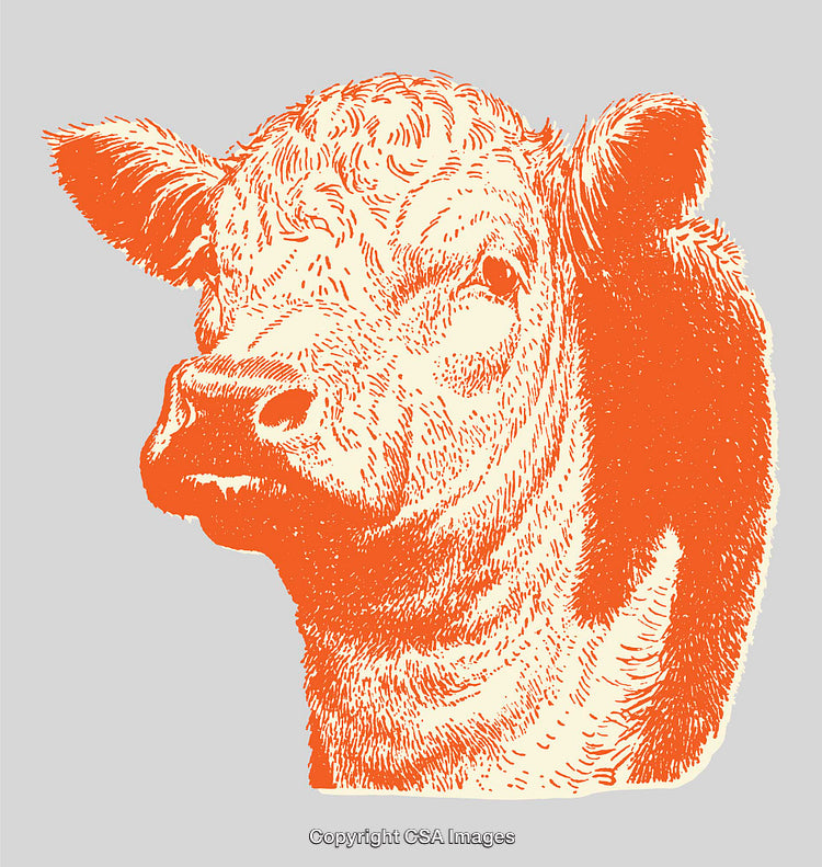 Detailed Line Art Illustration of a Cow in Vibrant Orange Shade