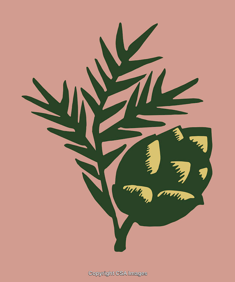 Botanical Illustration of Pine Branch and Cone on Pink Background