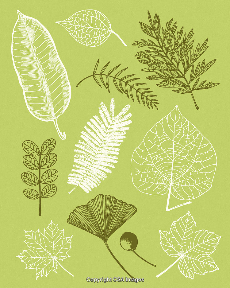 Hand-Drawn Botanical Leaves and Foliage on Green Background