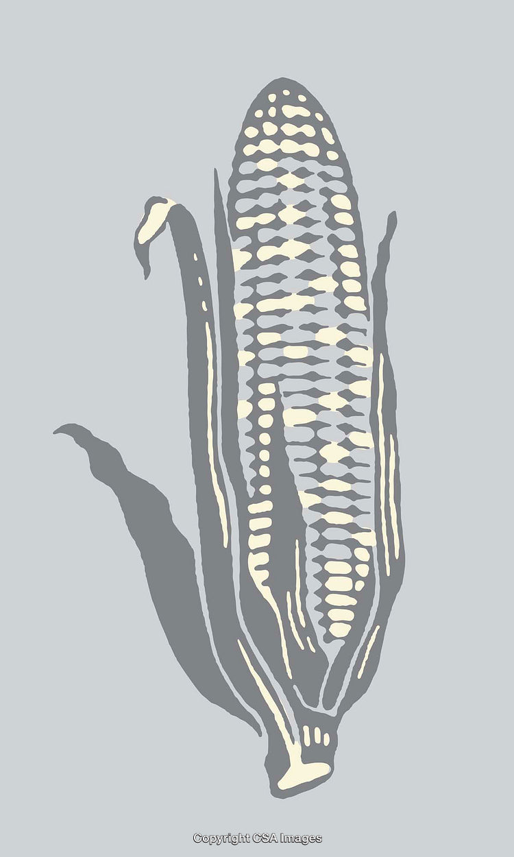Color Line Art Illustration of a Corn on a Grey Background