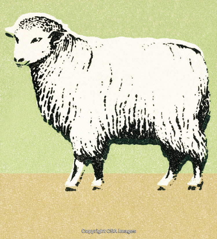 Stylized Illustration of a Woolly Sheep Standing Against a Light Green Background