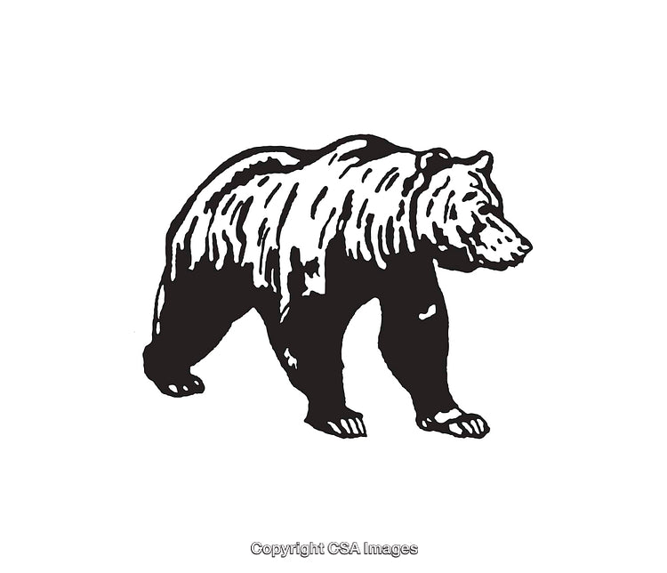 Black and White Line Art Illustration of a Walking Grizzly Bear