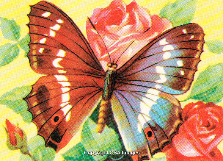 Vibrant Butterfly Resting on Pink Roses in a Garden Setting