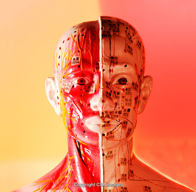 Anatomical Model Showing Nerve Structure and Acupuncture Meridians on Divided Face