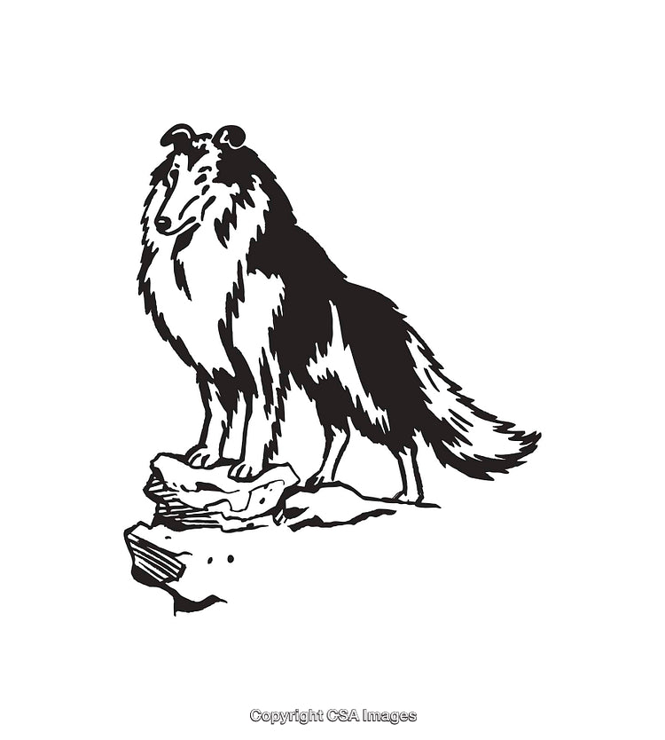 Black and White Line Art of a Collie Standing on Rocks