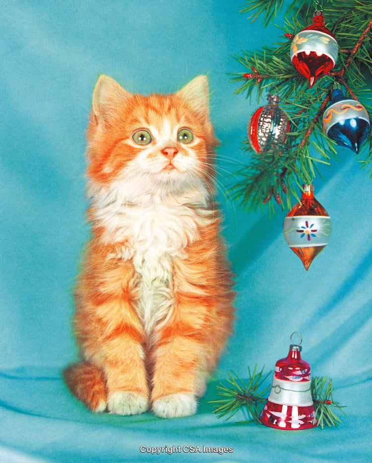 Adorable Orange Kitten with Christmas Decorations on a Festive Background