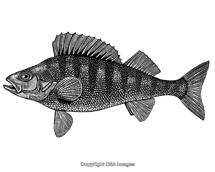 Highly Detailed Black and White Engraving of a Fish with Scales and Fins