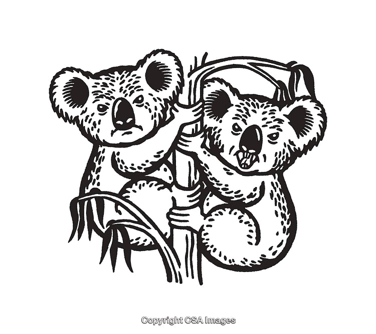 Black and White Line Art of Two Koalas Climbing a Bamboo Tree