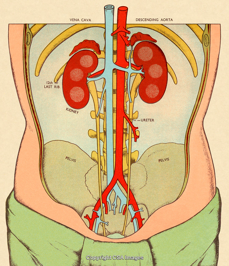 Illustration of the Human Kidney Anatomy Featuring Major Blood Vessels and Ureters