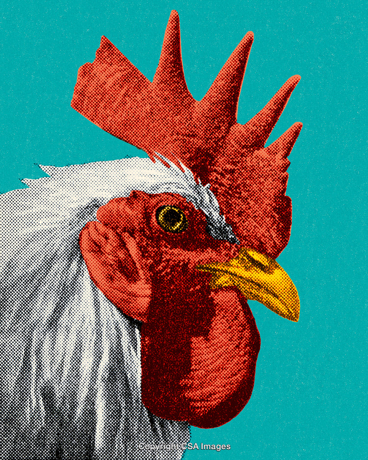 Pop Art Style Rooster Illustration on Vibrant Blue Background