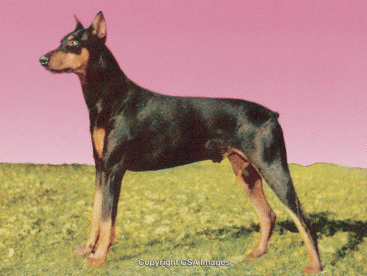 Stylized Portrait of a Doberman Pinscher with Halftone and Textured Effect